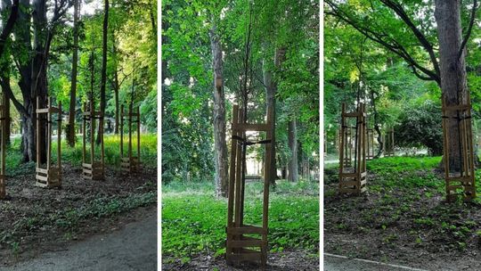 Cmentarzysko drzew w Parku Kopernika!