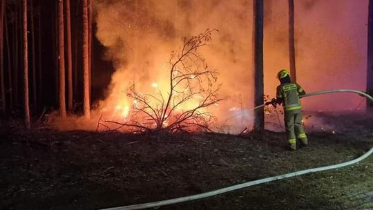 Pożar lasu w okolicach Gorzowa. Strażacy mieli pełne ręce roboty