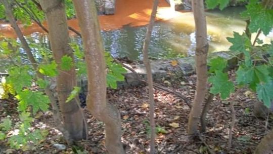 Pomarańczowo-brązowa woda w Kłodawce!