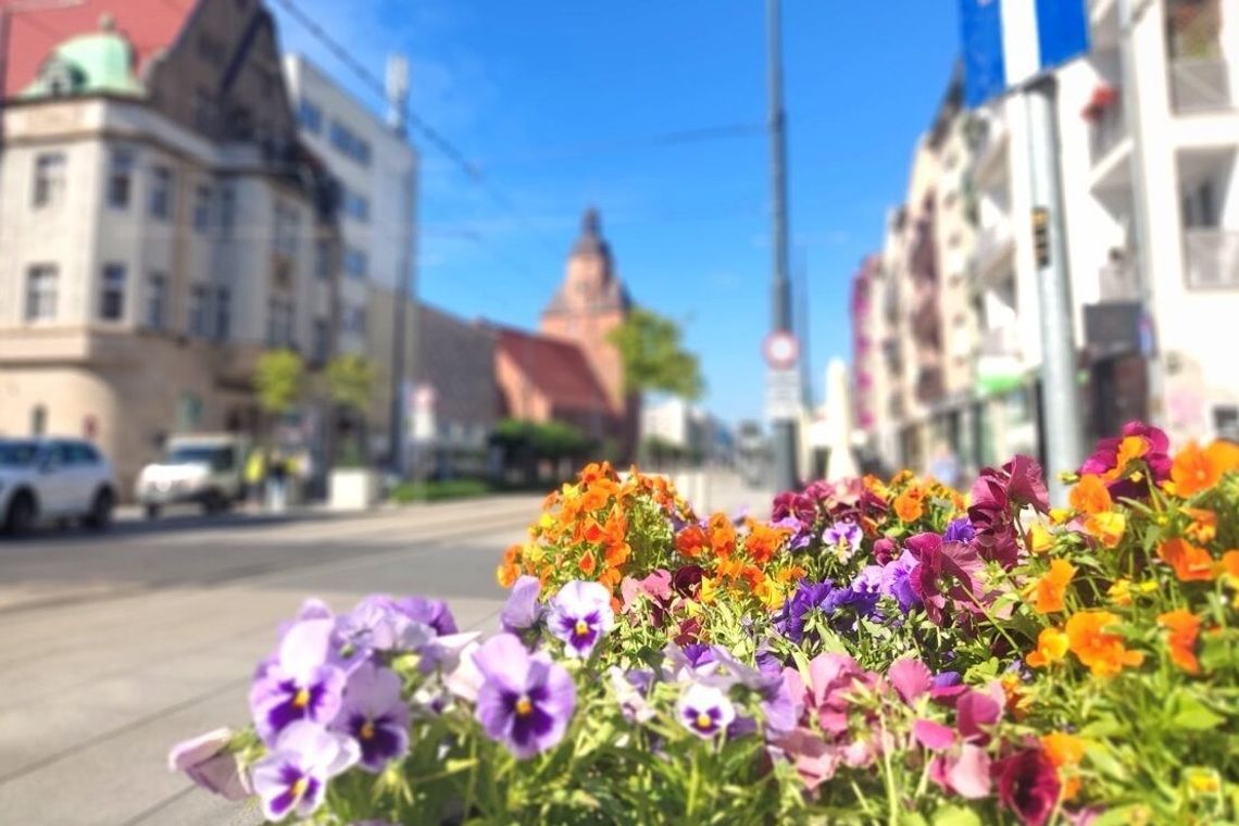 Kwiaty w mieście